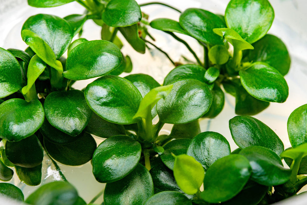 Anubias Mini Coin Tissue Culture | Easy Aquarium Plants - Glass Aqua