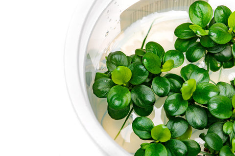 Anubias Mini Coin Tissue Culture | Easy Aquarium Plants - Glass Aqua