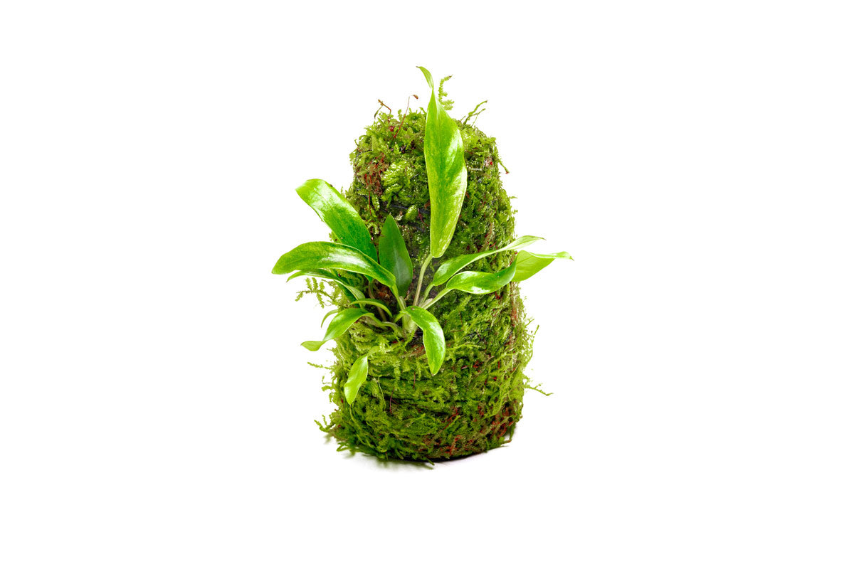 Anubias Minima Moss Tower - Glass Aqua