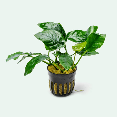 Anubias Nana - Glass Aqua