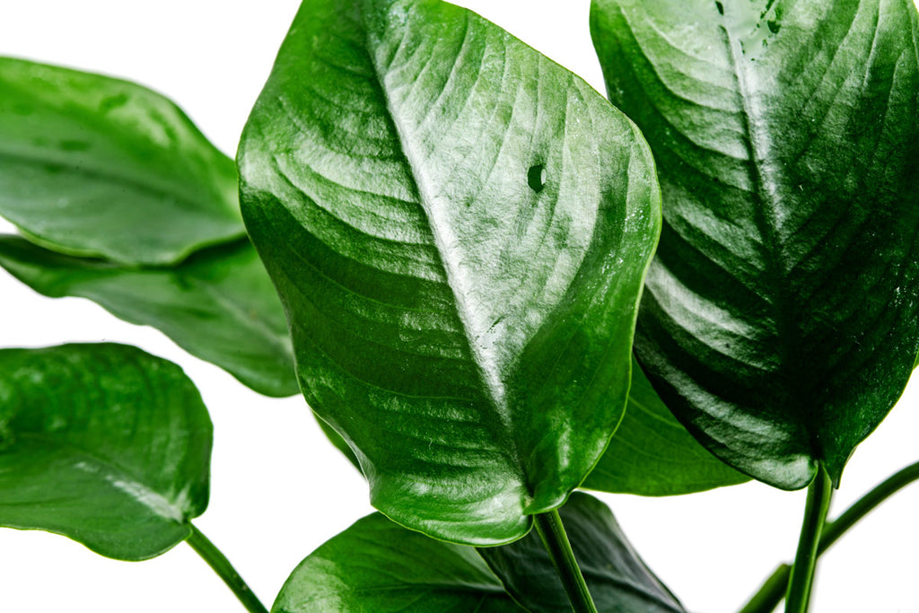 Anubias Nana - Glass Aqua