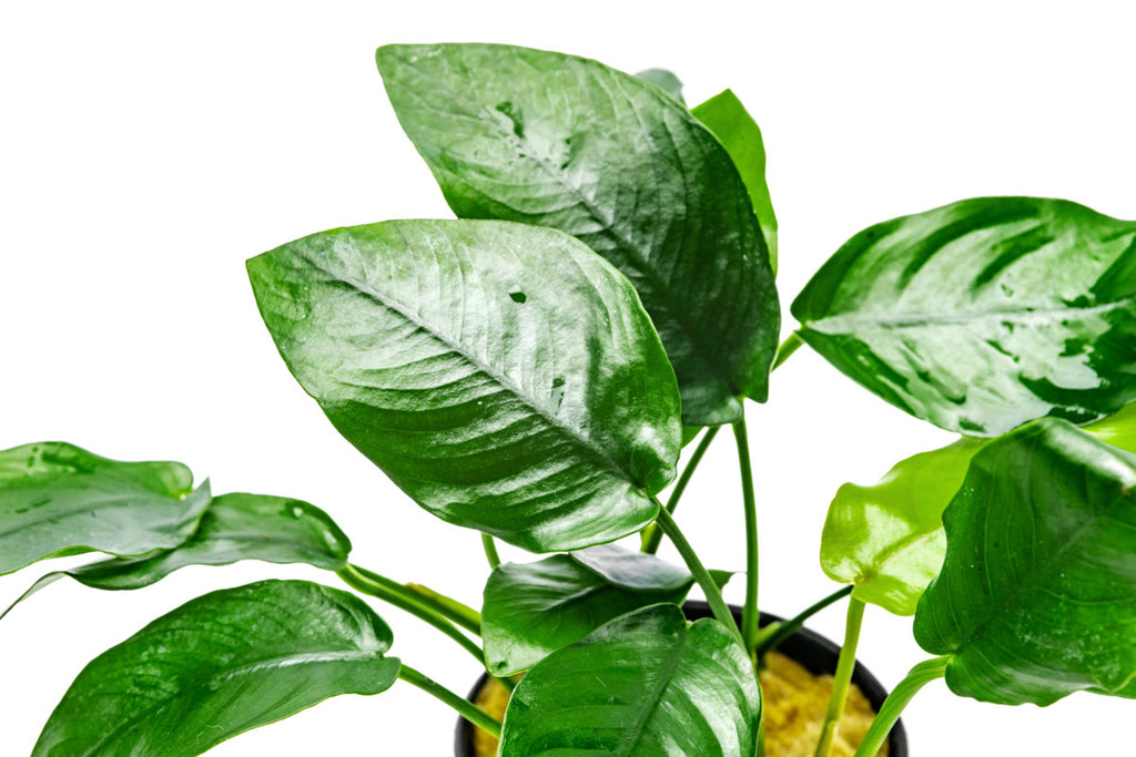 Anubias Nana - Glass Aqua