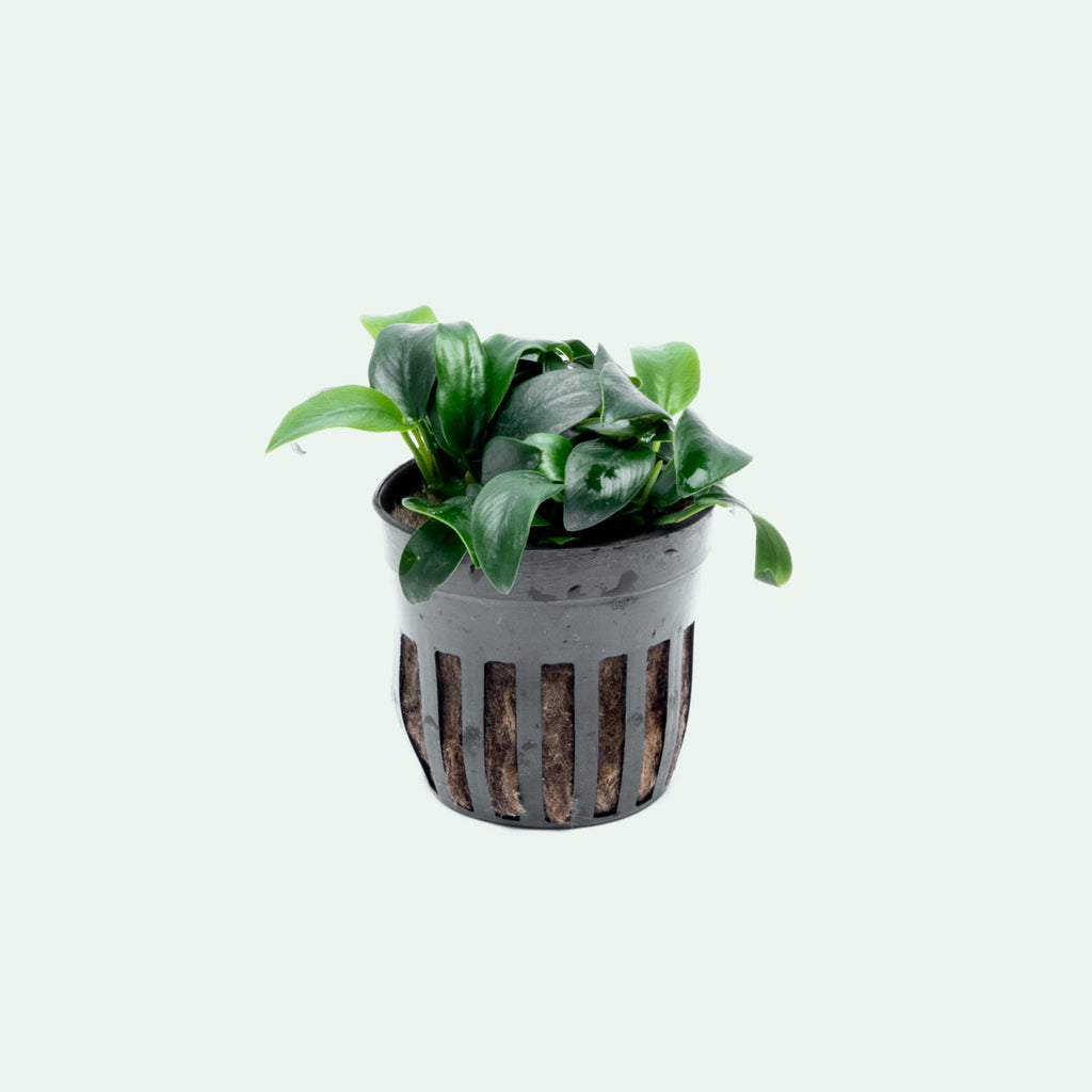 Assorted Anubias Bundle - Glass Aqua