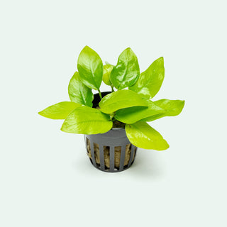 Anubias Nana Golden - Glass Aqua