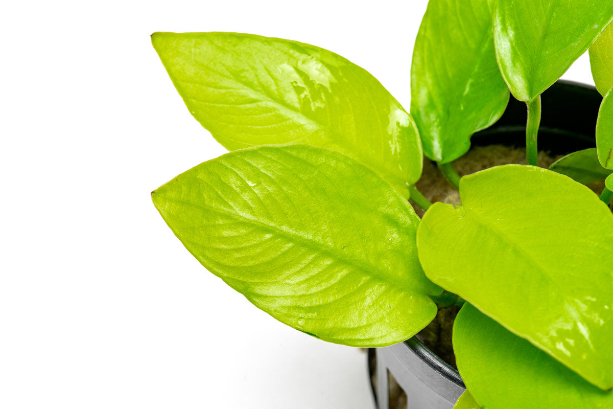Anubias Nana Golden - Glass Aqua