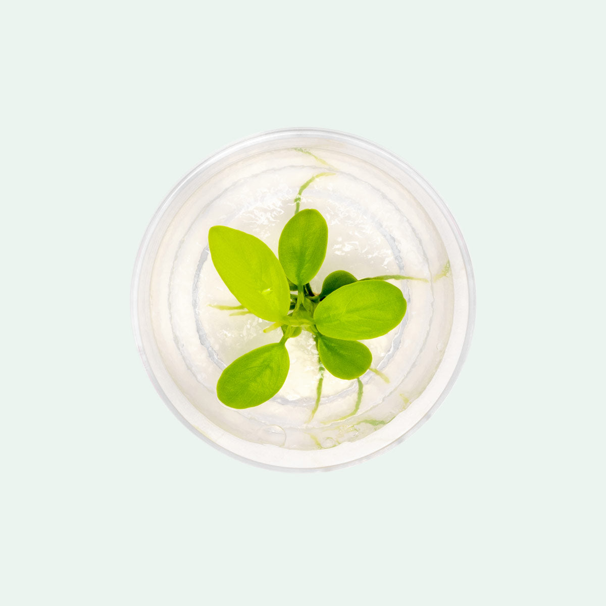 Anubias Nana Golden Tissue Culture | Easy Aquarium Plants - Glass Aqua