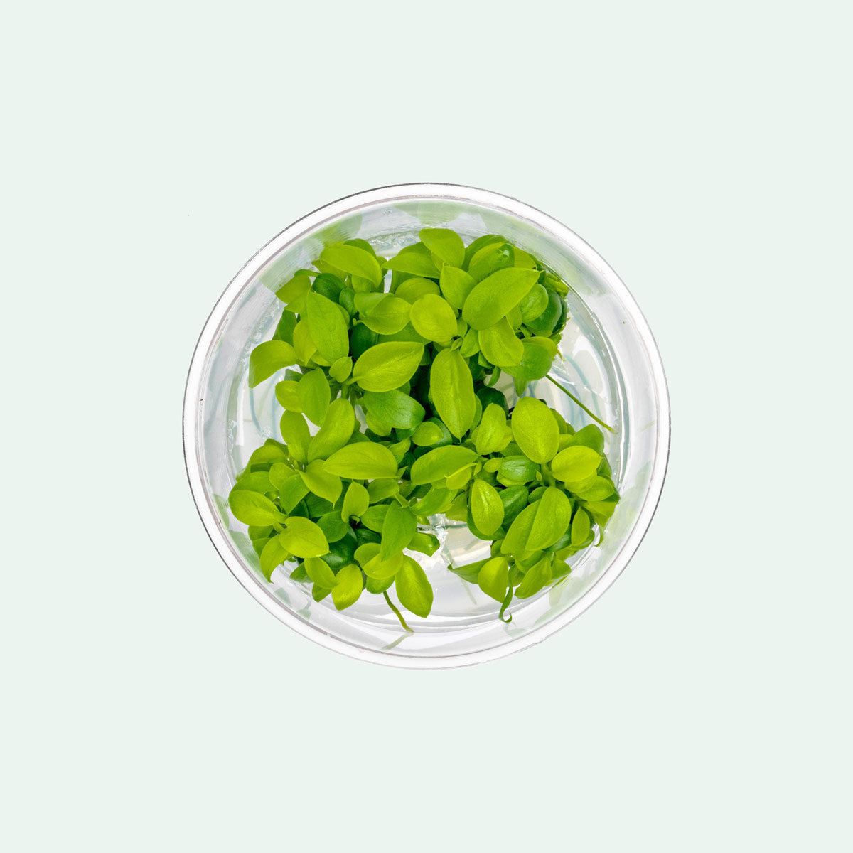 Anubias Nana Golden Tissue Culture | Easy Aquarium Plants - Glass Aqua
