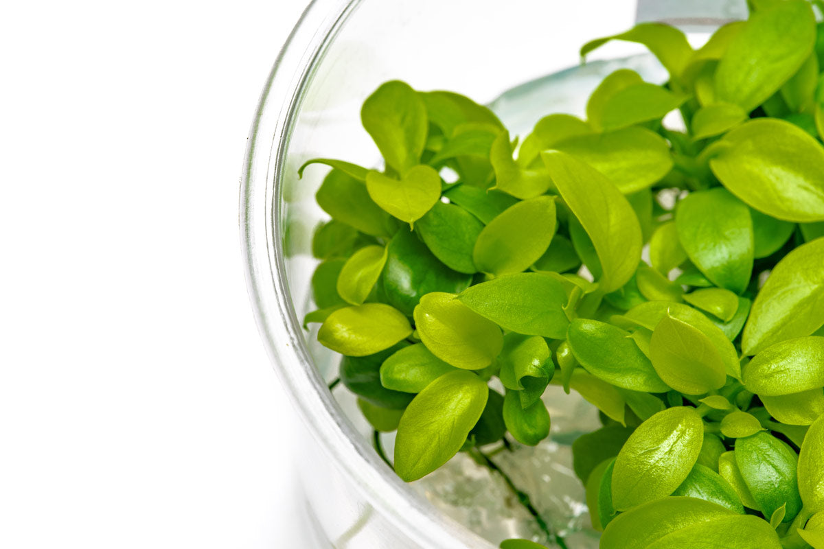 Anubias Nana Golden Tissue Culture | Easy Aquarium Plants - Glass Aqua