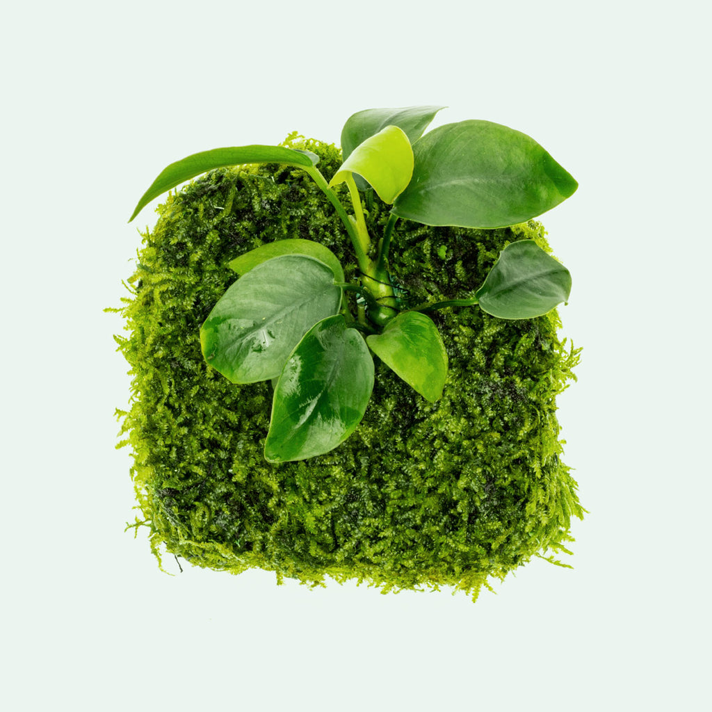 Anubias Barteri Nana Moss Fiber Mat Easy Beginner Live Aquarium Plant