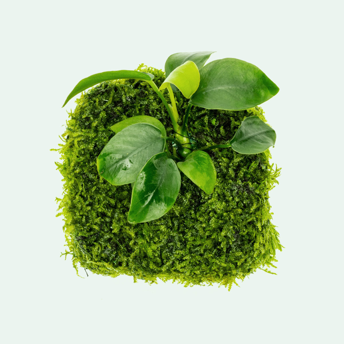 Anubias Barteri Nana Moss Fiber Mat Easy Beginner Live Aquarium Plant
