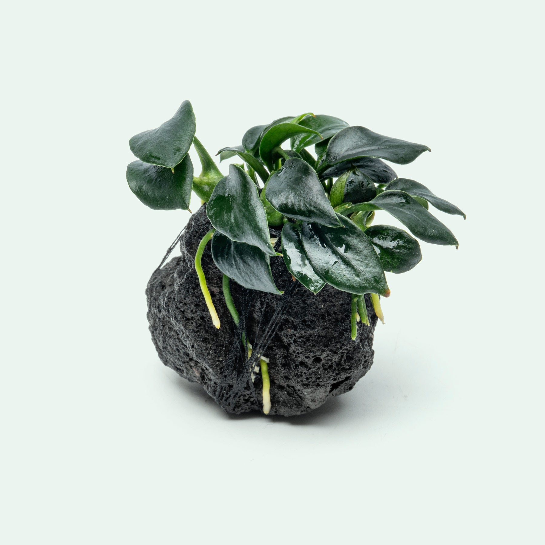 Anubias Nana Pangolino - Glass Aqua
