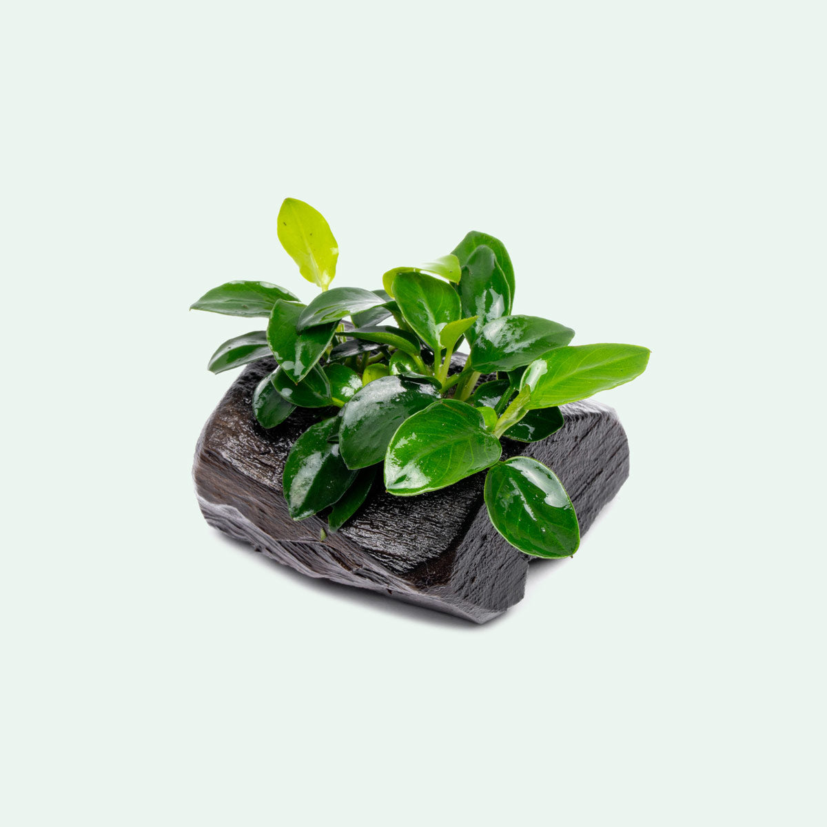 Anubias Nana Petite Popular Easy Aquarium Plant for Planted Tank