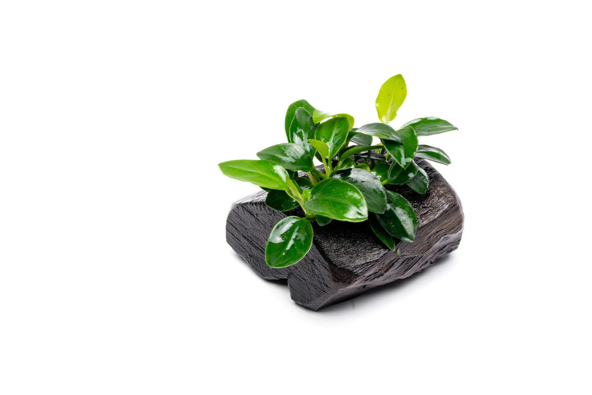 Anubias Nana Petite Popular Easy Aquarium Plant for Planted Tank