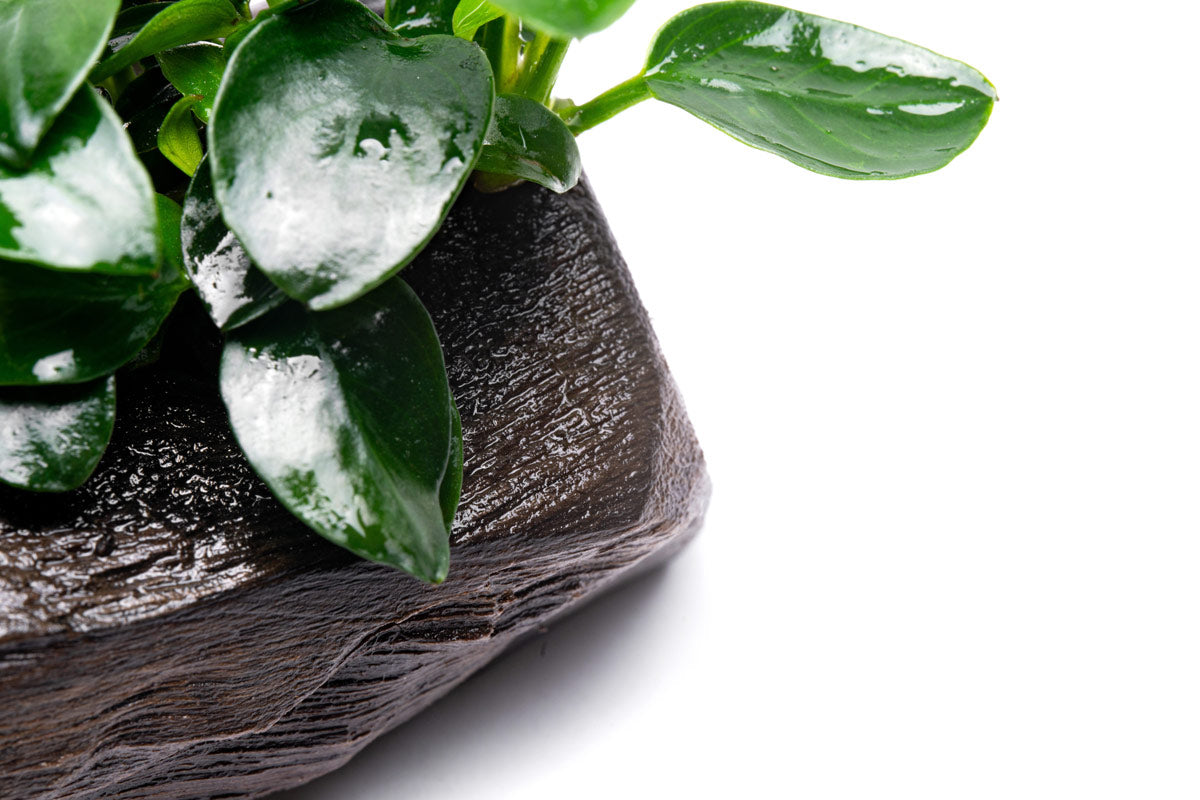 Anubias Nana Petite Driftwood - Glass Aqua