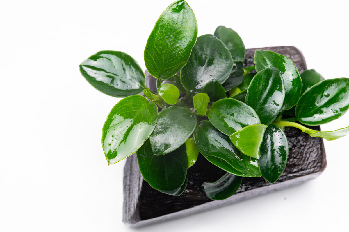Anubias Nana Petite Driftwood - Glass Aqua