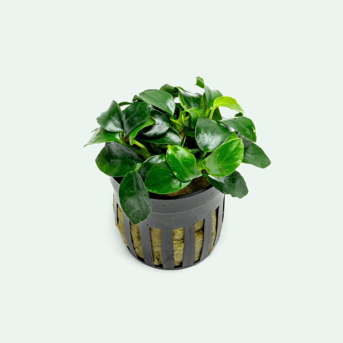 Anubias Nana Petite - Glass Aqua