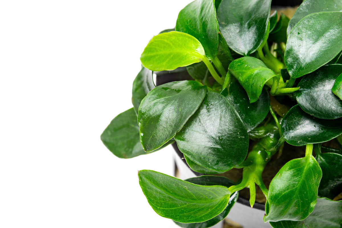 Anubias Nana Petite - Glass Aqua