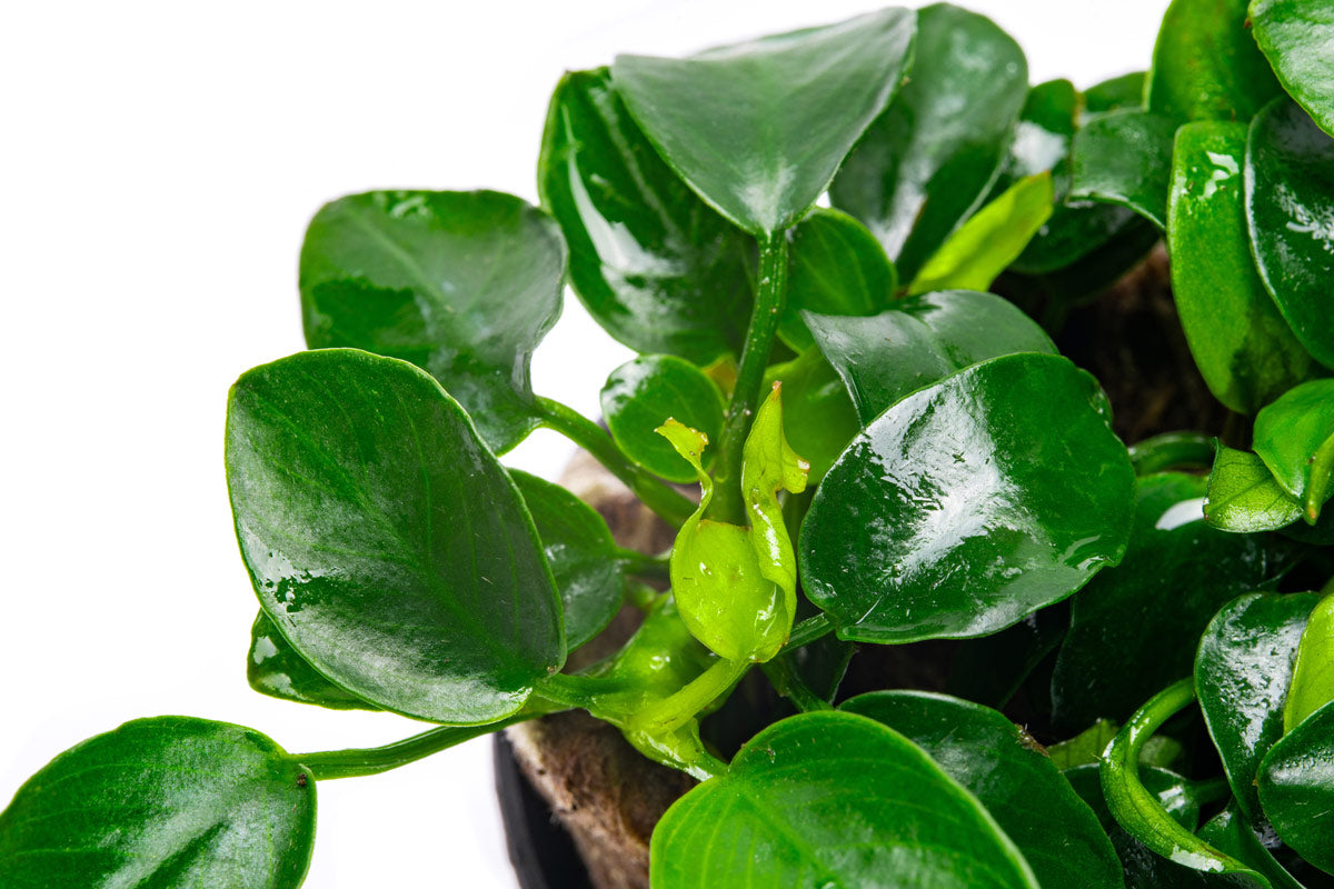 Anubias Nana Petite - Glass Aqua