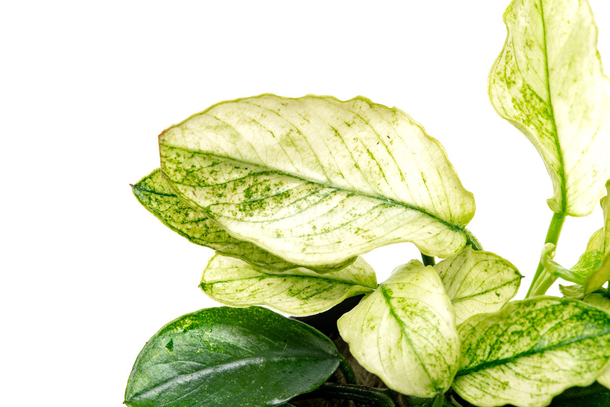 Anubias Nana Pinto - Glass Aqua