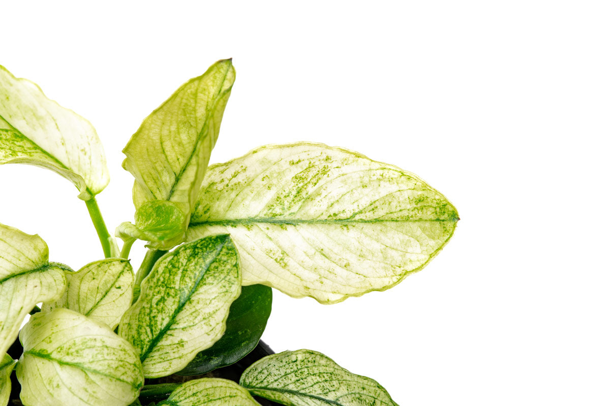 Anubias Nana Pinto - Glass Aqua