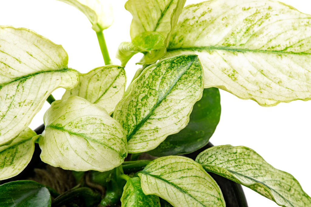 Anubias Nana Pinto - Glass Aqua