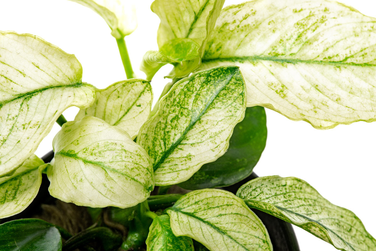 Anubias Nana Pinto - Glass Aqua
