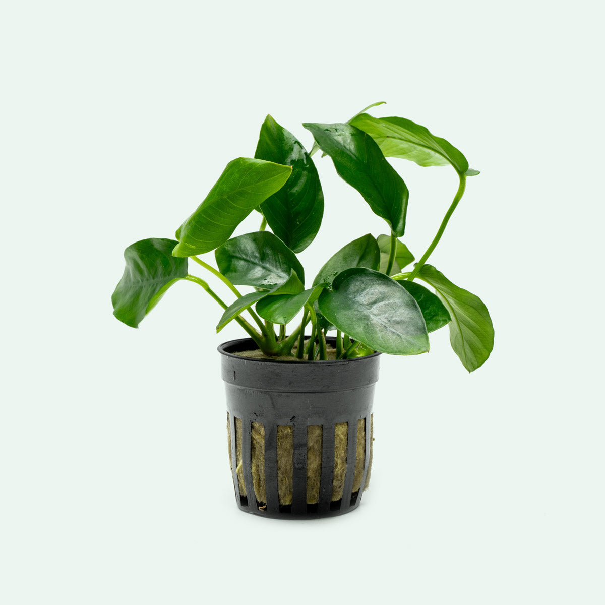 Anubias Nana - Glass Aqua