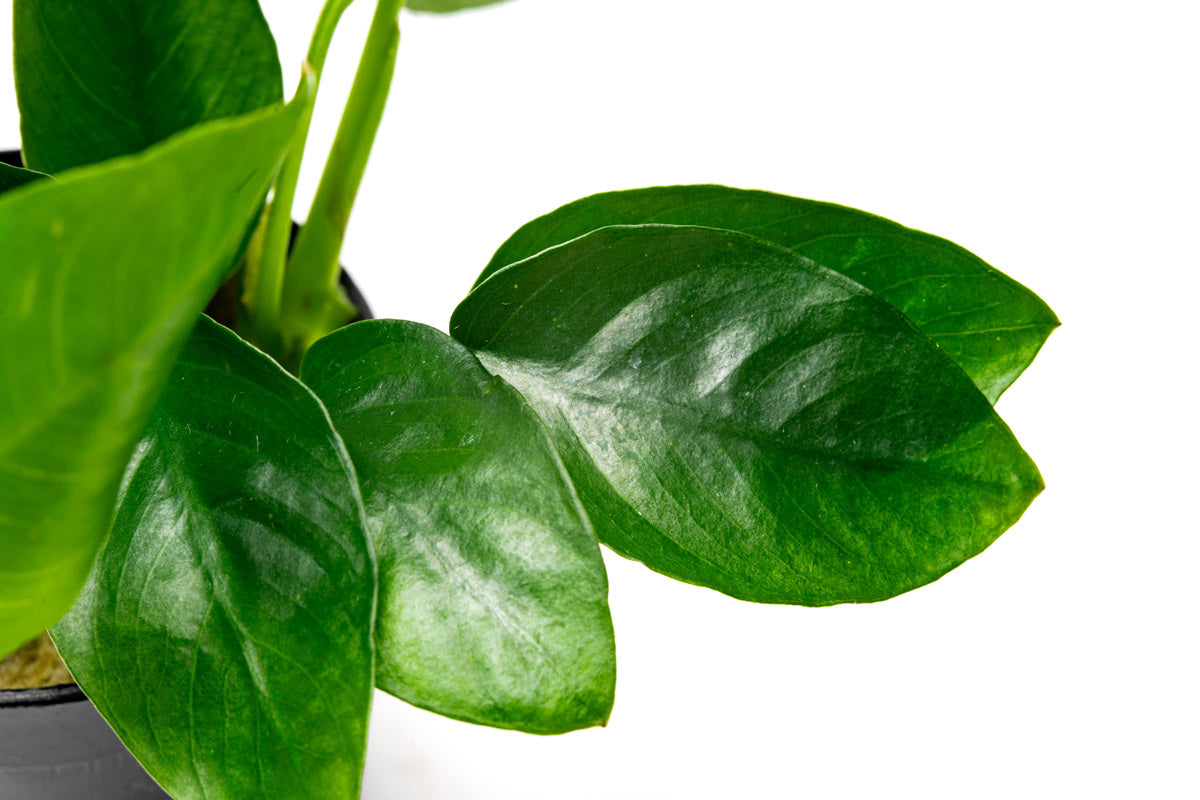 Anubias Nana - Glass Aqua