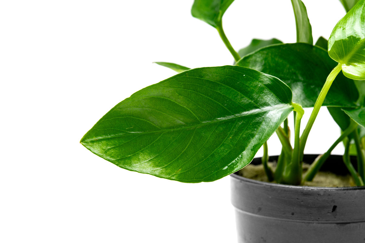 Anubias Nana - Glass Aqua