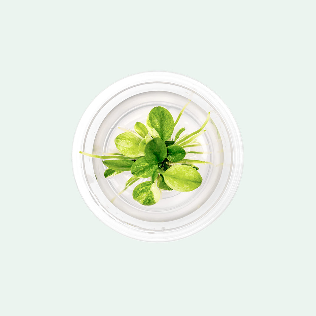 Anubias Nana Snow White - Glass Aqua
