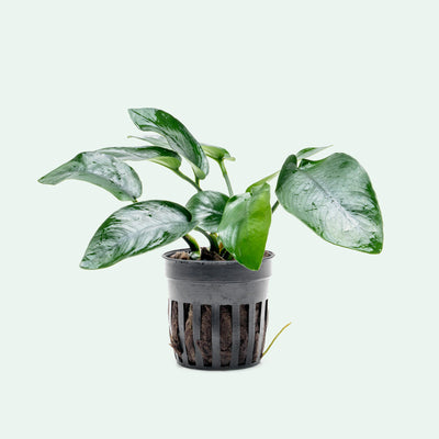 Anubias Barteri var. Nana Tropica live aquarium plant in a netted pot