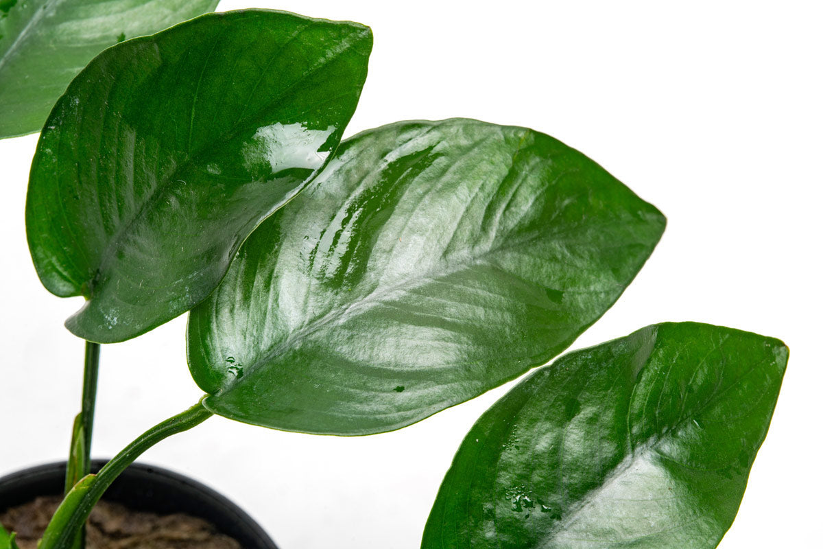 Detail shot of Anubias leaves