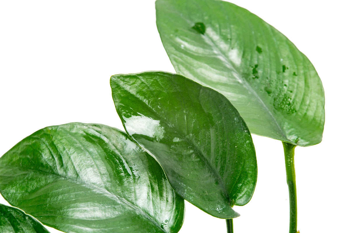 Anubias Nana Tropica easy aquarium plant for planted tanks and aquascaping