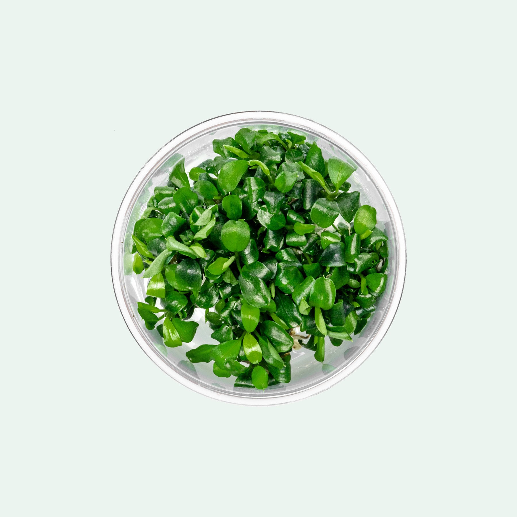 Anubias Nana
