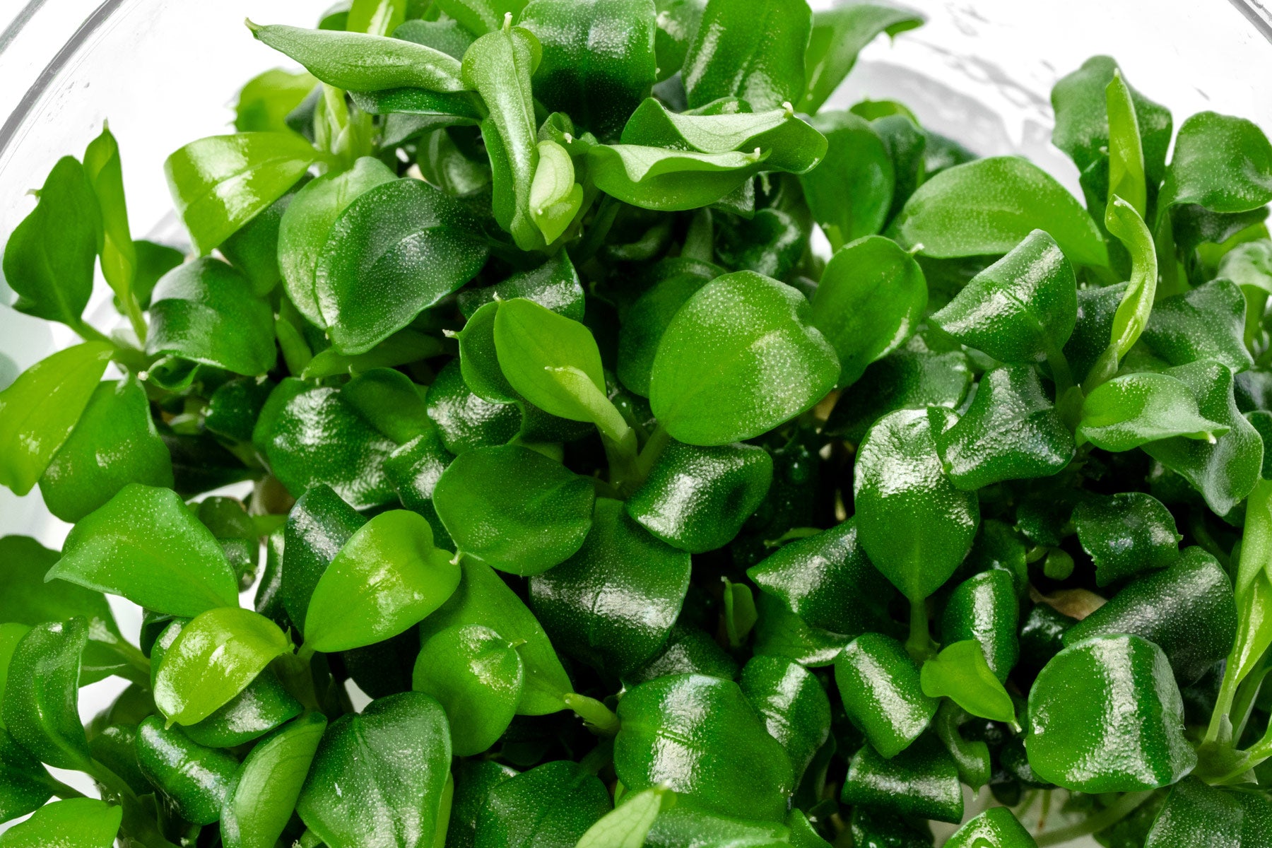 Anubias Nana