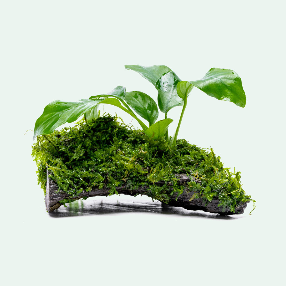 Anubias Nana & Christmas Moss Driftwood