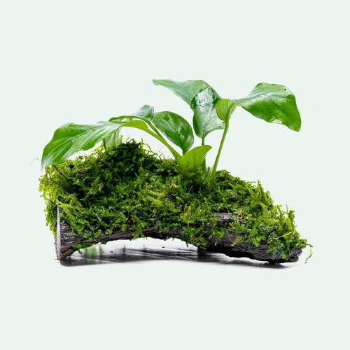 Anubias Nana & Christmas Moss Driftwood