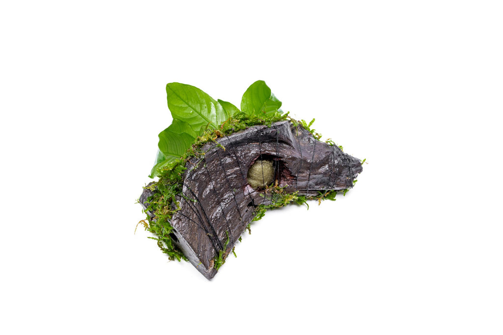 Anubias Nana & Christmas Moss Driftwood