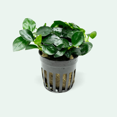 Anubias Barteri Petite Round Easy Beginner Live Aquarium Plant