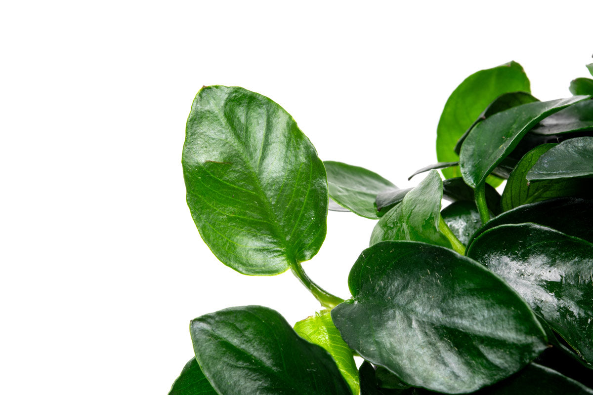 Anubias Barteri Petite Round Easy Beginner Live Aquarium Plant