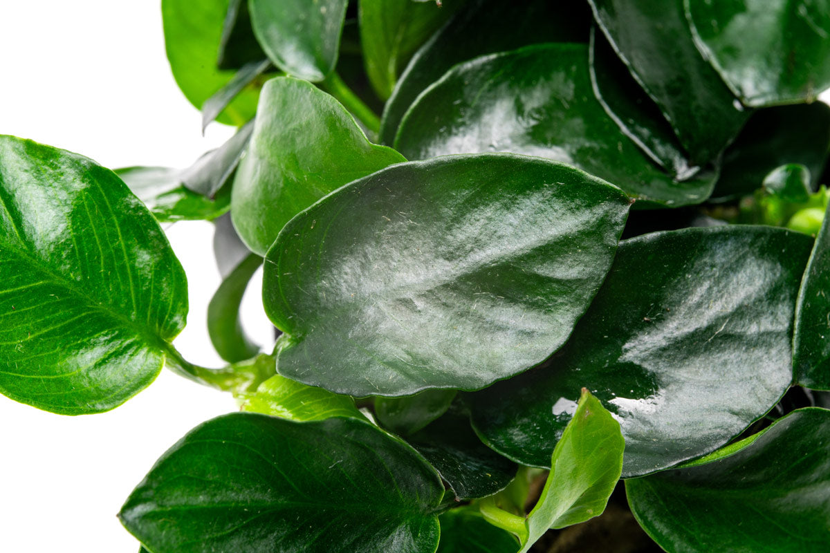 Anubias Barteri Petite Round Easy Beginner Live Aquarium Plant