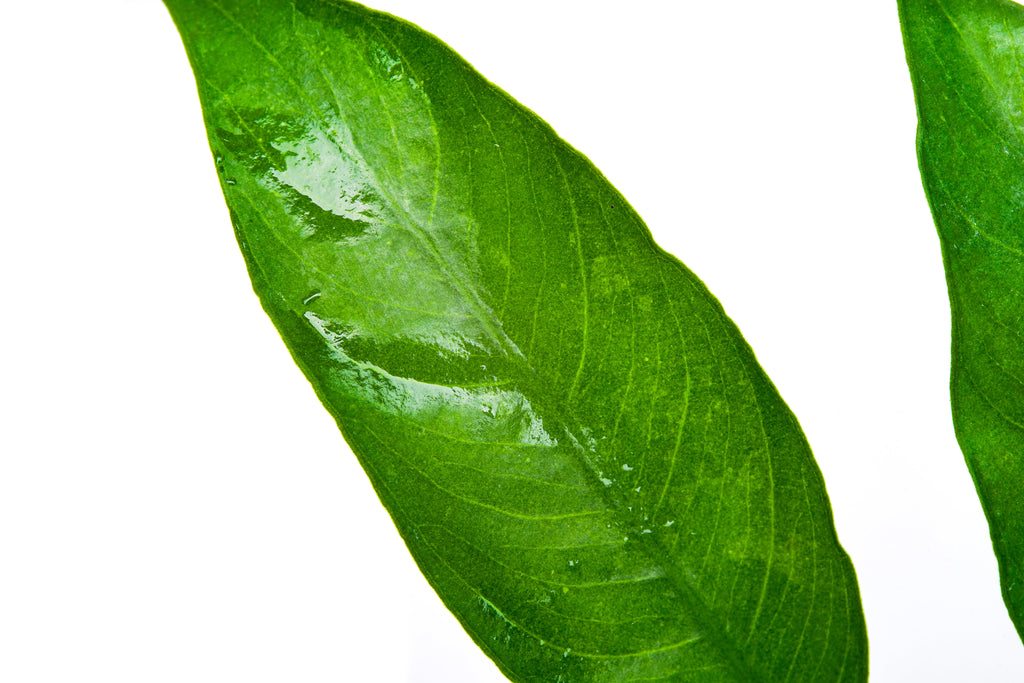 Anubias Short and Sharp - Glass Aqua