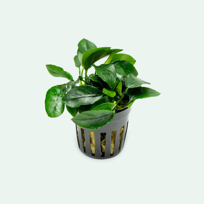 Shop Anubias Nana Spear Leaf Aquatic Plants - Glass Aqua