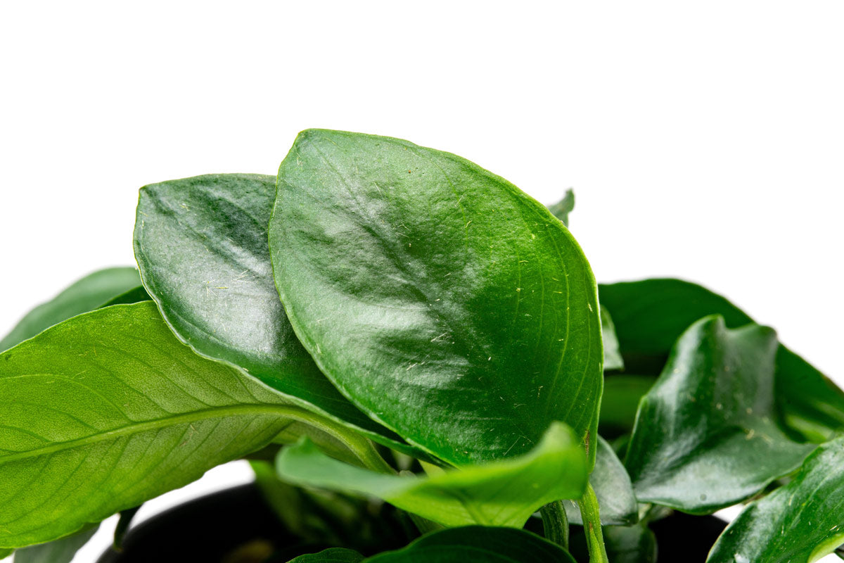 Shop Anubias Nana Spear Leaf Aquatic Plants - Glass Aqua