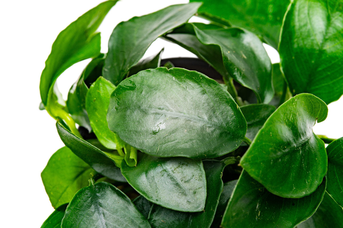 Shop Anubias Nana Spear Leaf Aquatic Plants - Glass Aqua