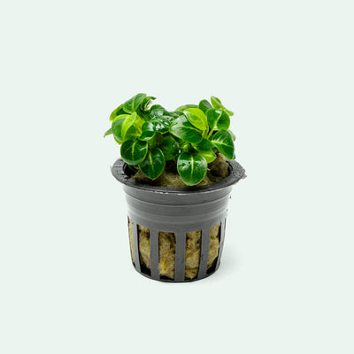 Shop Anubias Stardust Aquatic Plants - Glass Aqua