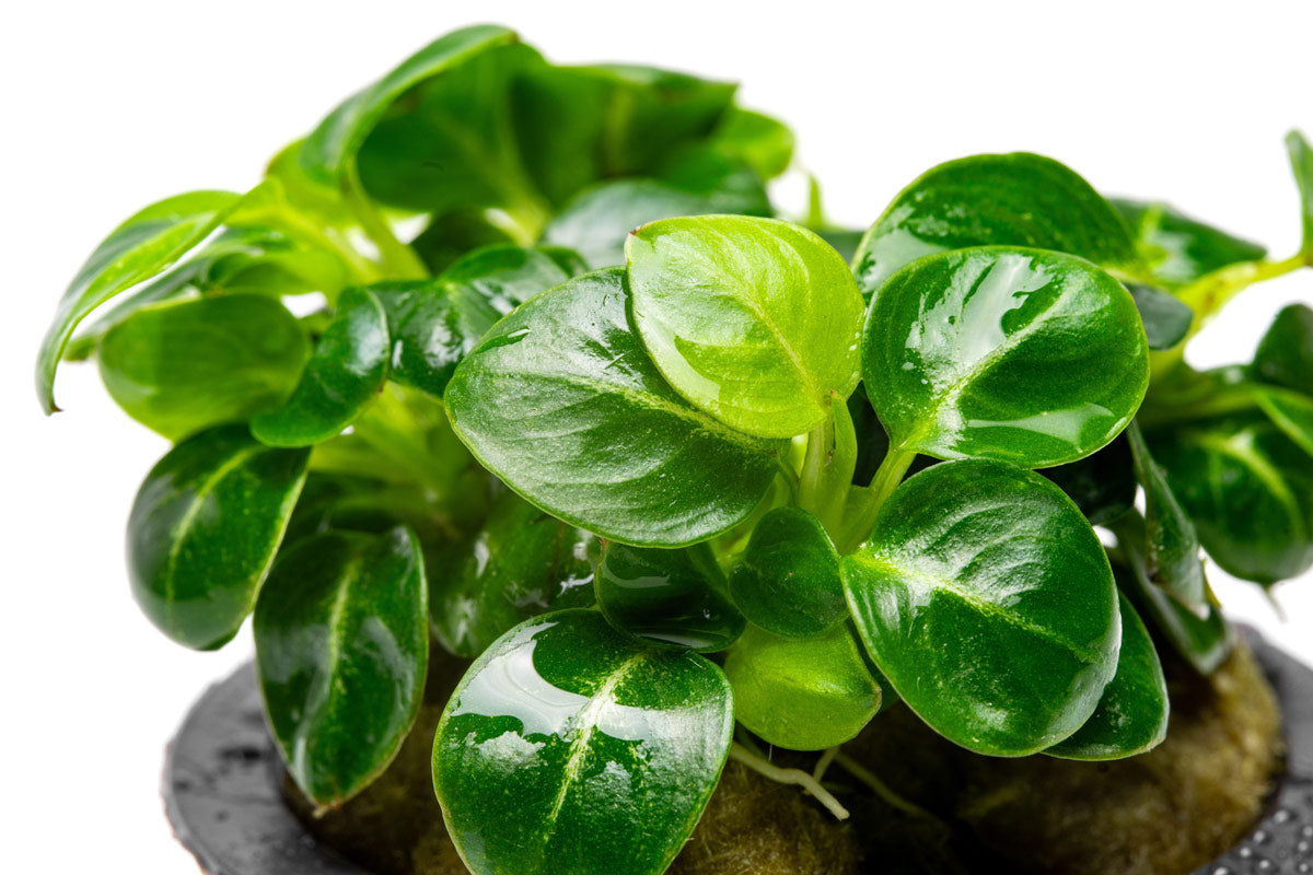 Shop Anubias Stardust Aquatic Plants - Glass Aqua