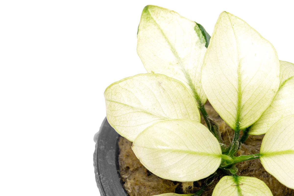 Shop Anubias Broad White Aquatic Plants - Glass Aqua