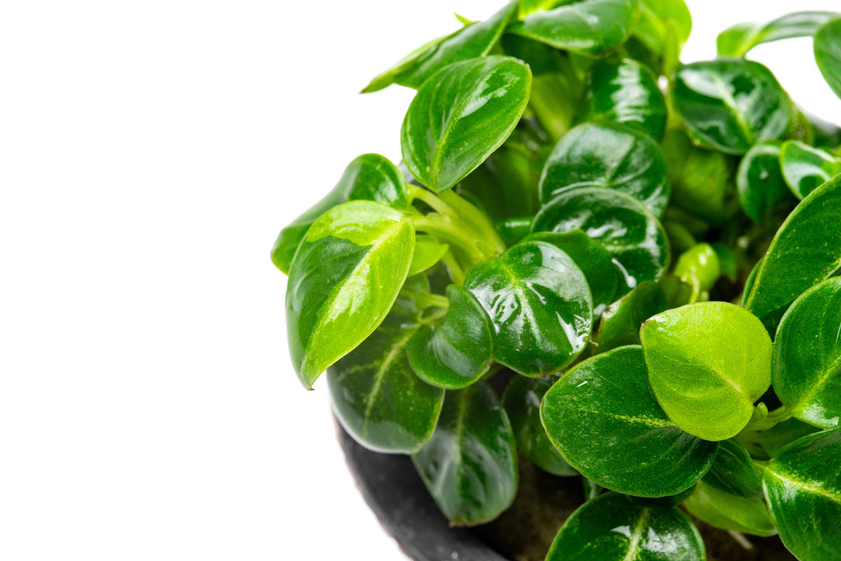 Shop Anubias Stardust Aquatic Plants - Glass Aqua