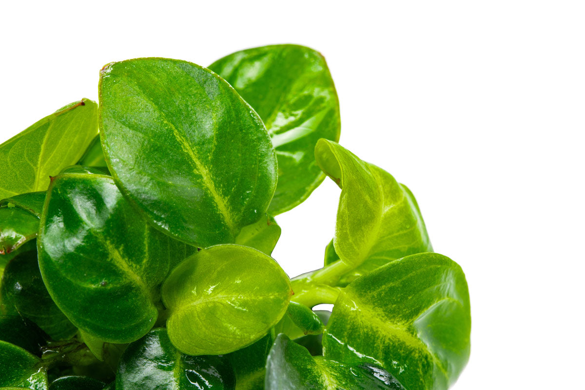 Shop Anubias Stardust Aquatic Plants - Glass Aqua